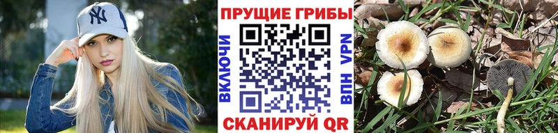 даркнет какой сайт  продажа наркотиков  Долгопрудный  Псилоцибиновые грибы прущие грибы 